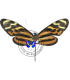 ITHOMIIDAE