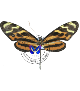 ITHOMIIDAE