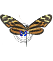 Mechanitis menapis