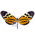 ITHOMIIDAE
