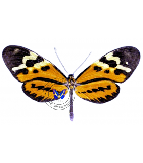ITHOMIIDAE
