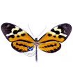 Mechanitis polymnia