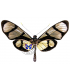 Methona curvifascia