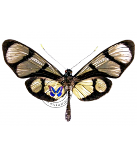 Methona curvifascia