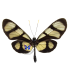 ITHOMIIDAE