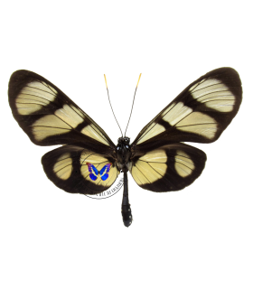 ITHOMIIDAE
