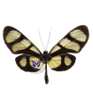 Thyridia psidii cetoides
