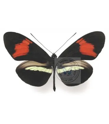 Heliconius  melpomene amarylis