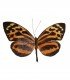 Tithorea harmonia