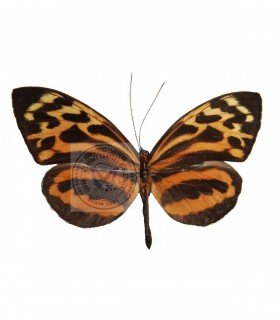 Tithorea harmonia