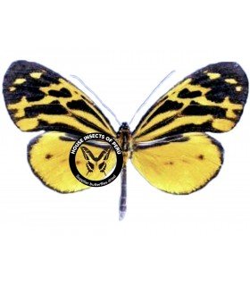 ITHOMIIDAE