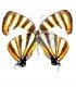 LYCAENIDAE