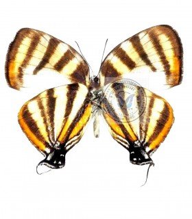 LYCAENIDAE