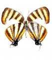 Arawacus separata