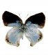LYCAENIDAE