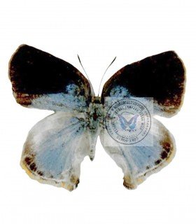 LYCAENIDAE