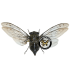 HOMOPTERA