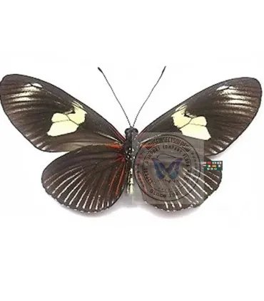Heliconius  doris aristomache