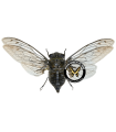 Quesada gigas