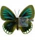LYCAENIDAE