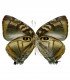 LYCAENIDAE