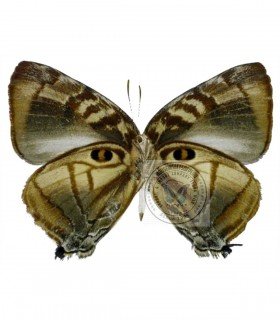 LYCAENIDAE