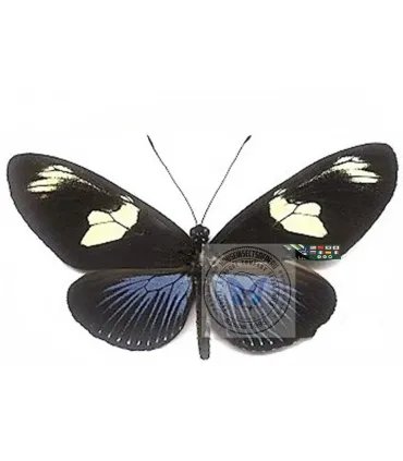 Heliconius  doris aristomache