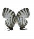 LYCAENIDAE
