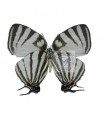 Thecla gibberosa