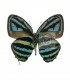LYCAENIDAE