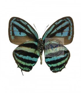 LYCAENIDAE