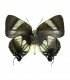 LYCAENIDAE