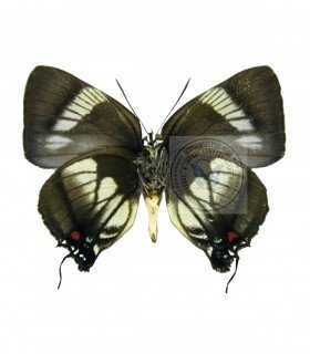 LYCAENIDAE