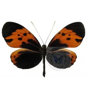 Heliconius  numata bicoloratus