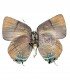 LYCAENIDAE