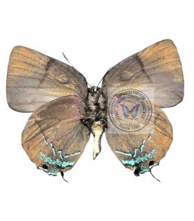 LYCAENIDAE