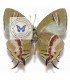 LYCAENIDAE