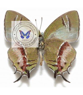 LYCAENIDAE