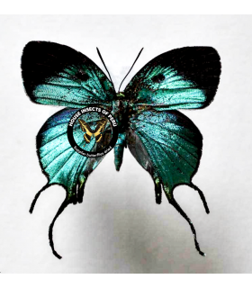 LYCAENIDAE