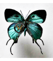 Arcas imperialis