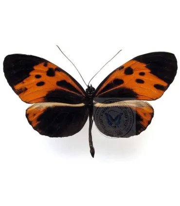 Heliconius  numata bicoloratus
