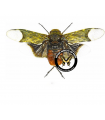 Scaralis neotropicalis