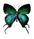LYCAENIDAE