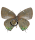 LYCAENIDAE