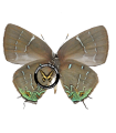 Tecla (Janthecla) Leea