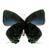 LYCAENIDAE