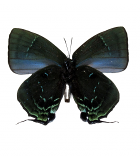 LYCAENIDAE