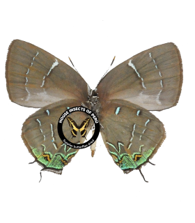 janthecla sista.
