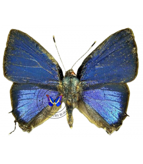 LYCAENIDAE