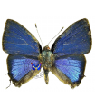 Calycopis bellera